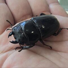 スマトラオオヒラタ♀単 残り5匹の画像