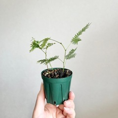 🪴エバーフレッシュ　実生苗　3株の画像