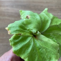 【観葉植物】 商談中　ビカクシダ　p. リドレイ　苗の画像
