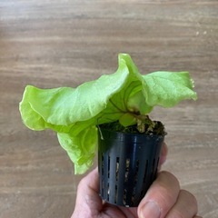 【観葉植物】 商談中　ビカクシダ　p. リドレイ　苗の画像