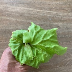 【観葉植物】 商談中　ビカクシダ　p. リドレイ　苗の画像