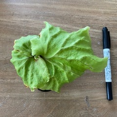 【観葉植物】 商談中　ビカクシダ　p. リドレイ　苗の画像