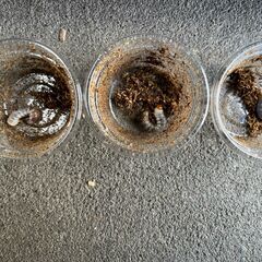 ◆　オオクワ　幼虫　６頭の画像