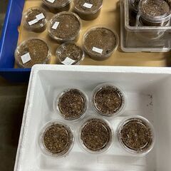 ◆　オオクワ　幼虫　６頭の画像