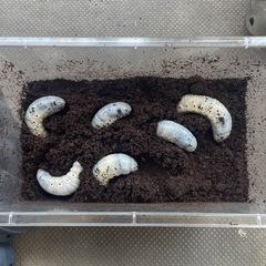 ヘラクレスヘラクレスの幼虫の画像