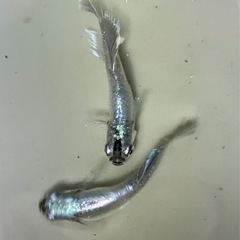 メダカ　ラムネグレープ　稚魚10匹の画像