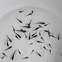 クラウドグレーダイヤ稚魚〜幼魚10匹の画像