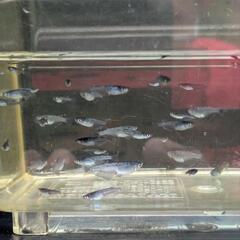 クラウドグレーダイヤ稚魚〜幼魚10匹の画像