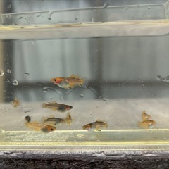 メダカ　號(ごう) 産卵開始しました🐟　5匹の画像