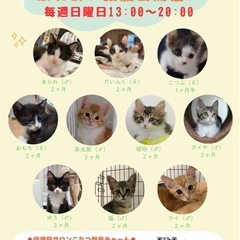 💛子猫大集合♡マチナカふれあい譲渡会🧡保護猫サロンみゃーん💛