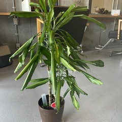 （決まりました）観葉植物