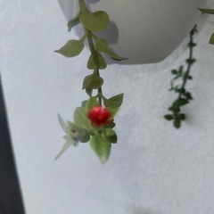 植物
の画像