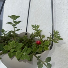 植物
の画像