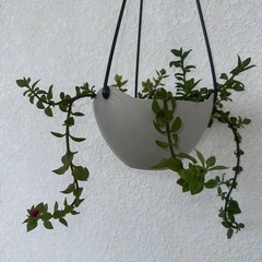 植物
の画像