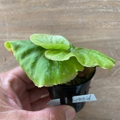 【観葉植物】 ビカクシダ p. リドレイ　シルベリードワーフ の画像