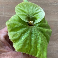 【観葉植物】 ビカクシダ p. リドレイ　シルベリードワーフ の画像