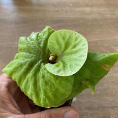 【観葉植物】 ビカクシダ p. リドレイ　シルベリードワーフ の画像