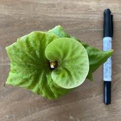 【観葉植物】 ビカクシダ p. リドレイ　シルベリードワーフ の画像