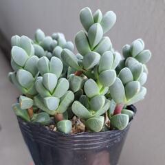 多肉植物　レーマニーの画像