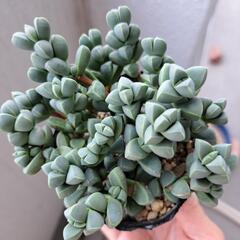 多肉植物　レーマニーの画像