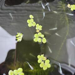 ②　幹之メダカ　みゆき　メダカ　幼魚　１匹〜の画像