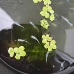 ②　幹之メダカ　みゆき　メダカ　幼魚　１匹〜の画像