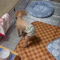 ペット用滑り止めマットの画像
