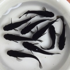 終了⭐️オロチ⭐️ 4ペア＋オマケ1の画像