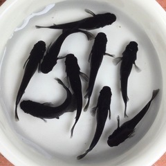 終了⭐️オロチ⭐️ 4ペア＋オマケ1