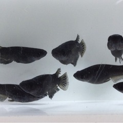 終了⭐️オロチ⭐️ 4ペア＋オマケ1の画像