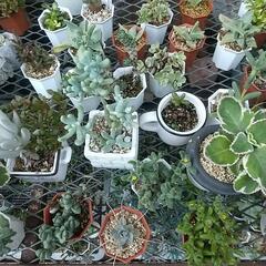 多肉植物 色々パート２の画像