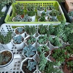 多肉植物 色々パート２の画像