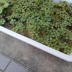 浮き草の画像