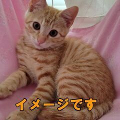 保護猫譲渡会（仔猫が中心）　in立川市　西武立川駅近く　す…