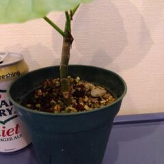 フィカス ウンベラータ 観葉植物 の画像