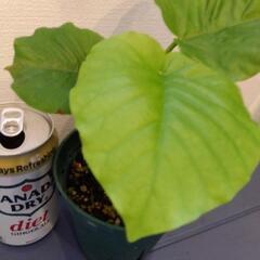 フィカス ウンベラータ 観葉植物 の画像