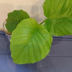 フィカス ウンベラータ 観葉植物 の画像