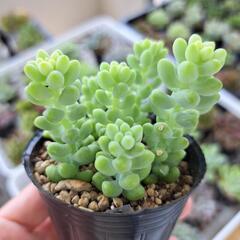 多肉植物　ビアホップ(シンタマツヅリ)の画像