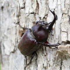 カブトムシ