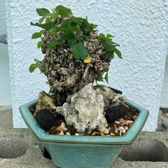 沖縄県の塊根植物 その他の中古が安い！激安で譲ります・無料で