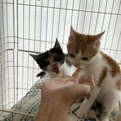 【保護猫の里親募集】けんくん　茶白オス - 高槻市