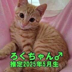 7月２０日㈰　保護猫譲渡会に出場予定です　ろく君　
