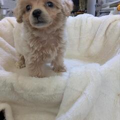 　トイプードル　　シーズー　小型犬　大型犬