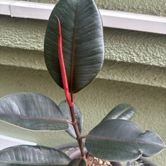 観葉植物 ②の画像