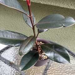 観葉植物 ②の画像