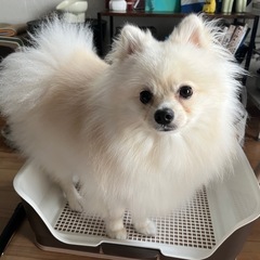 ペットトイレの画像
