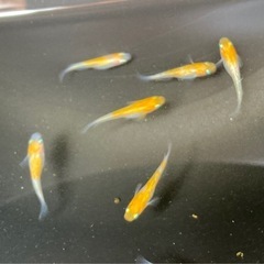 メダカ　王華の画像
