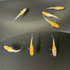 メダカ　王華の画像