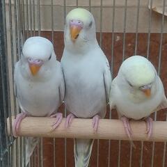 セキセイインコ自家繁殖