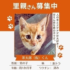 ✨茶トラ男の子♂シッポ長！元気な子です✨